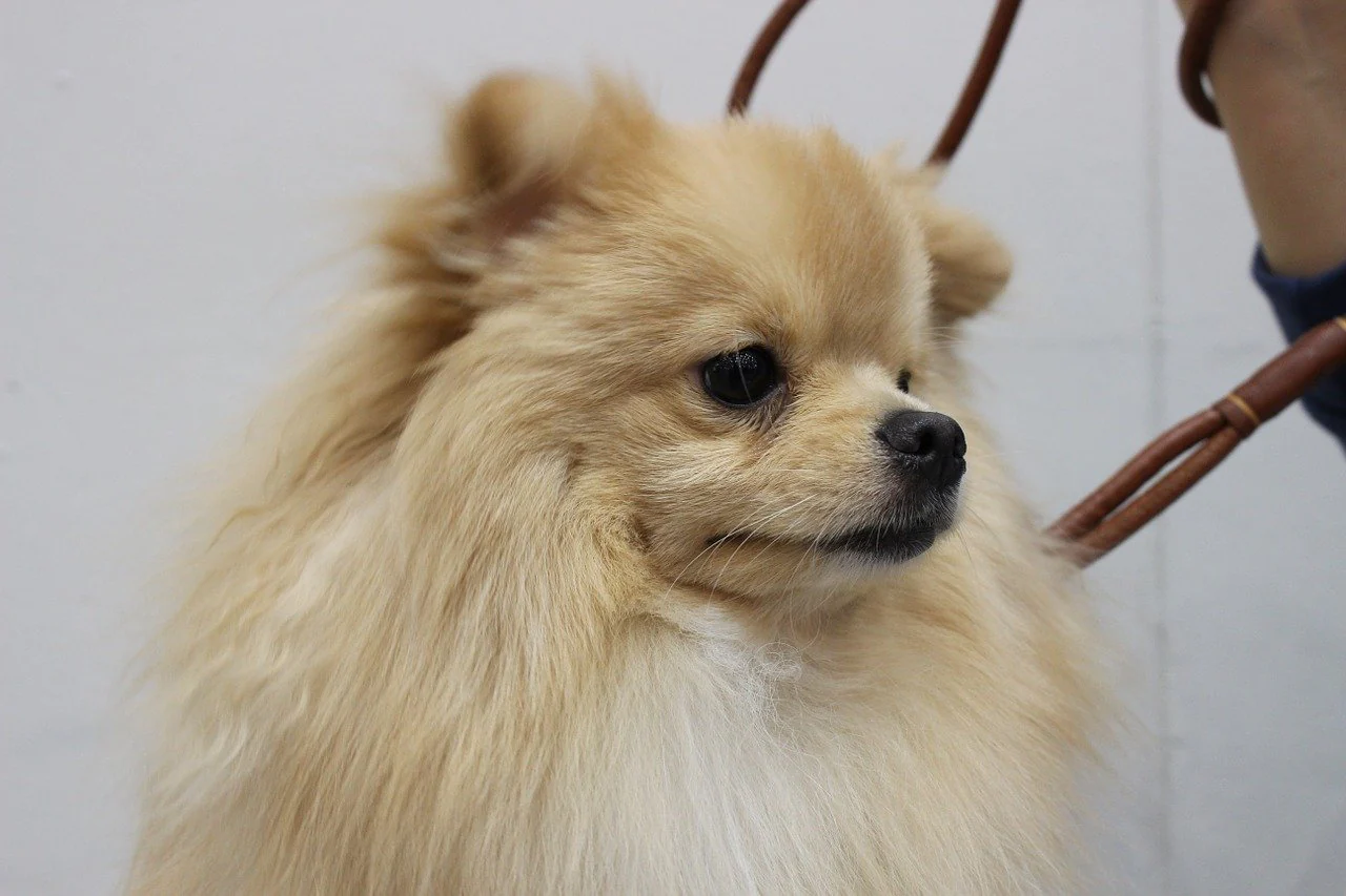 Can Dogs Contract COVID-19? What You Need to Know